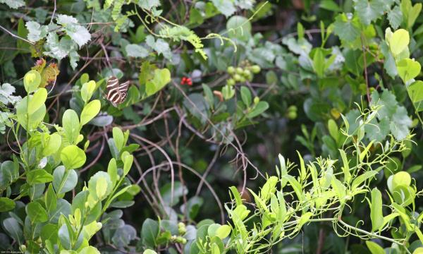 The Acreage, 16287 Stallion Dr, Loxahatchee, Florida 33470, image 2