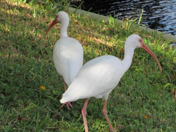 Cedar Point, 5115 Rose Hill Dr, Boynton Beach, Florida 33437, image 1