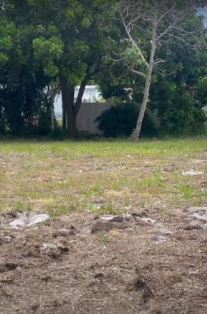 Tropical Terrace, 7880 Griswold St, Lake Worth, Florida 33462, image 2