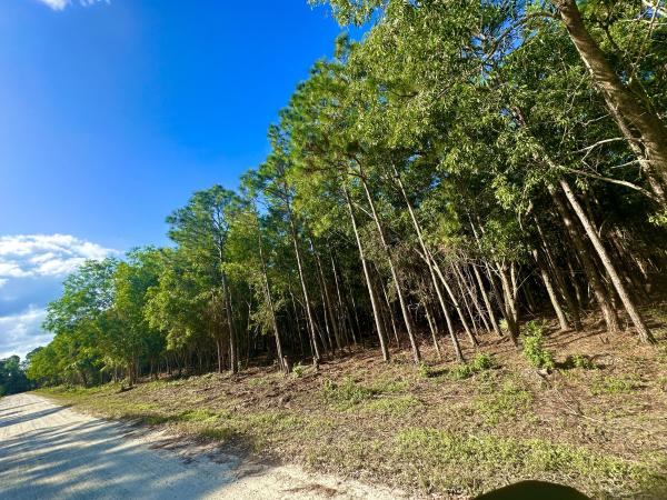 Las Flores Ranchos, 3515 185th, The Acreage, Florida 33470, image 1
