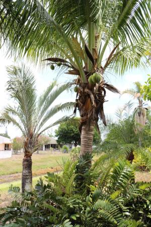 Tulip Park, 525 SW Feldman Ave, Port St. Lucie, Florida 34953, image 1