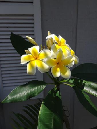 Boynton Heights, 119 SW 1st St, Boynton Beach, Florida 33435, image 3