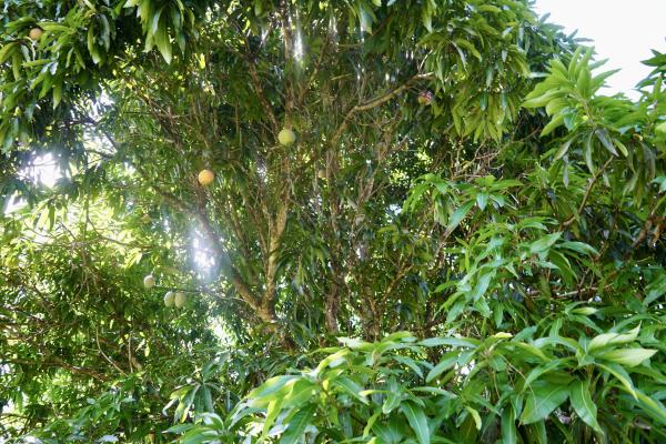 The Acreage, 14029 Key Lime Blvd, Loxahatchee, Florida 33470, image 2