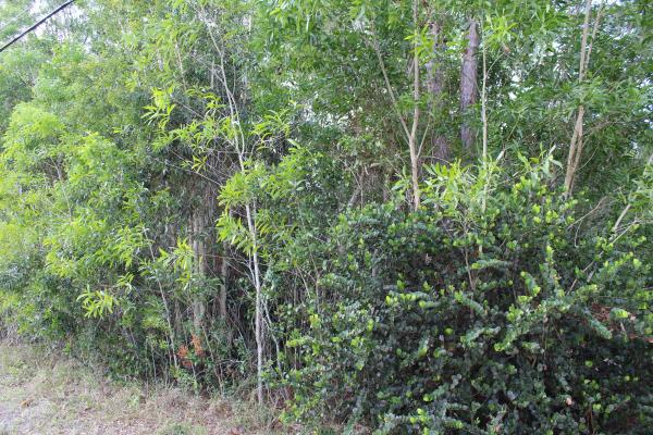 The Acreage, 17681 Hamlin Blvd, Loxahatchee, Florida 33470, image 1