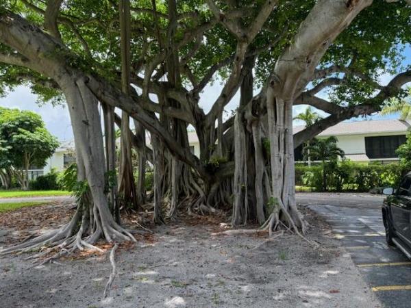 Banyan Tree Village, 555 Banyan Tree Ln #301, Delray Beach, Florida 33483, image 2