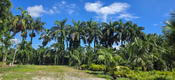 Heritage Farms, 5566 Park Lane W, Lake Worth Beach, Florida 33449, image 1