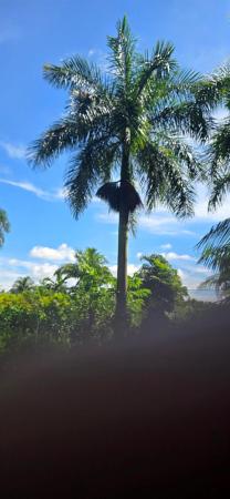 Heritage Farms, 6655 Park Ln W, Lake Worth, Florida 33449, image 2