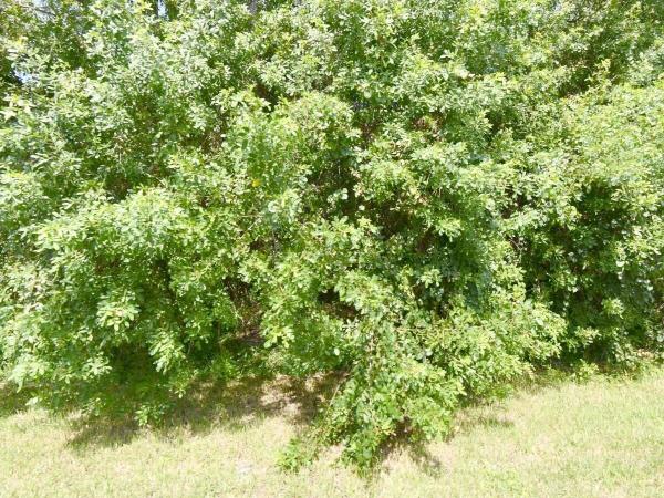 Hidden Oaks, 2572 SW Beverly St, Port St. Lucie, Florida 34953, image 2