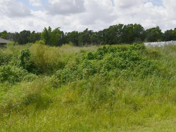 Torino, 5382 NW West Paden Cir, Port St. Lucie, Florida 34986, image 1