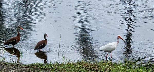Sandhill Crossing, 2557 SE Lyman Cir, Port St. Lucie, Florida 34952, image 2