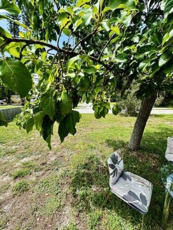 Southern Boulevard Pines, 225 Marguerita Dr, West Palm Beach, Florida 33415, image 3
