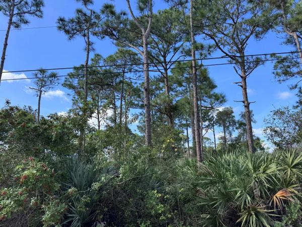 Fort Pierce Residential, 0 Tree Top Trail, Fort Pierce, Florida 34951, image 3