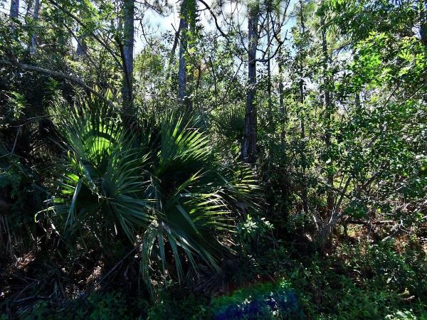 St Lucie Gardens, 0 Macquillen Road, Port St. Lucie, Florida 34952, image 1
