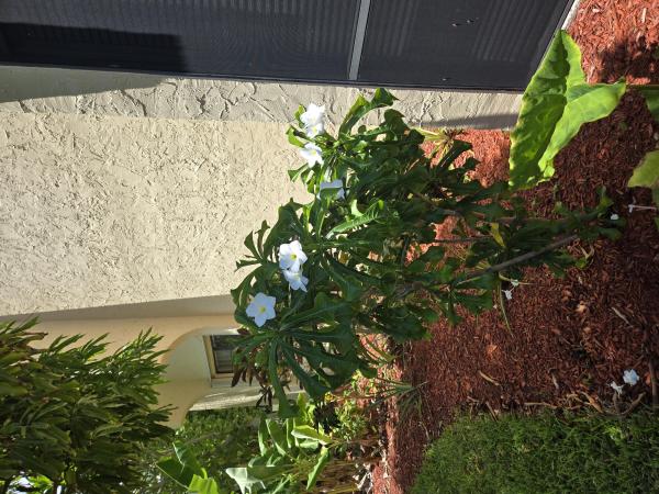 Island House, 2050 Oleander Blvd #4-106, Fort Pierce, Florida 34950, image 1