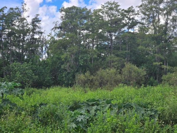 The Acreage Residential, 16570 61st Pl, The Acreage, Florida 33470, image 1