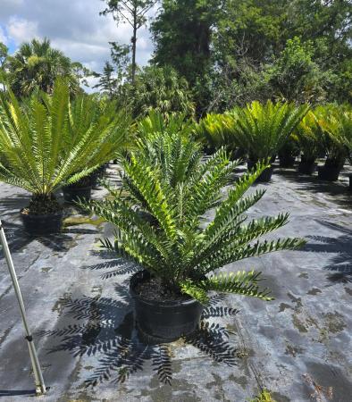 Loxahatchee Groves Residential, 1520 B Rd, Loxahatchee Groves, Florida 33470, image 1