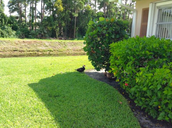 Dudley At Cresthaven Villas, 2509 Dudley Dr W #D, West Palm Beach, Florida 33415, image 1