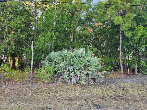 Torino, 5436 NW Briscoe Dr, Port St. Lucie, Florida 34986, image 2