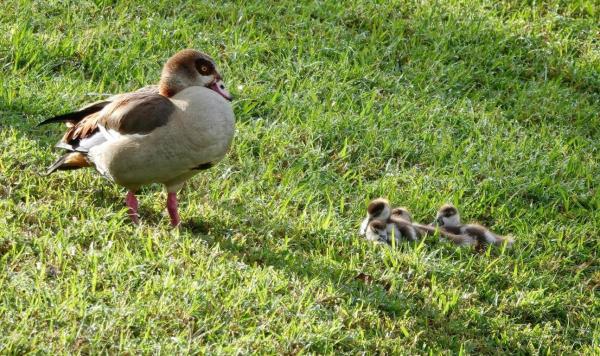 PGA Village Verano, 27064 SW Viterbo Way, Port St. Lucie, Florida 34986, image 1