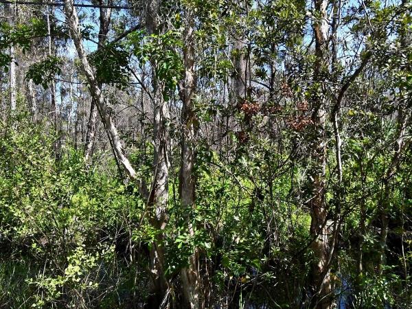 St Lucie Gardens, -- Dyer Rd, Fort Pierce, Florida 34952, image 2