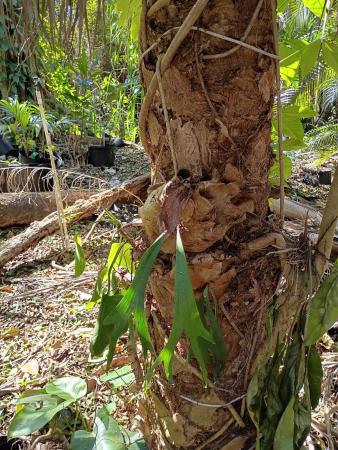 Jupiter Farms, 16038 Robin Way, Jupiter, Florida 33478, image 1